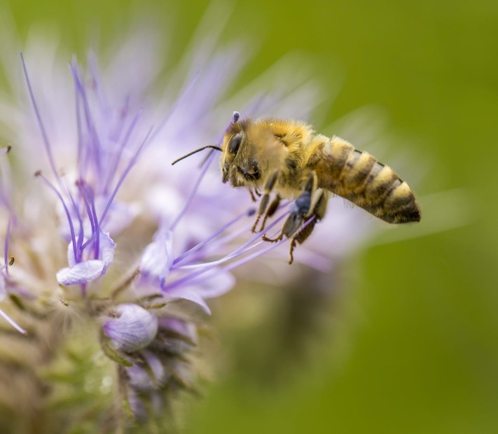 Imkerei Heinzmann Deggingen